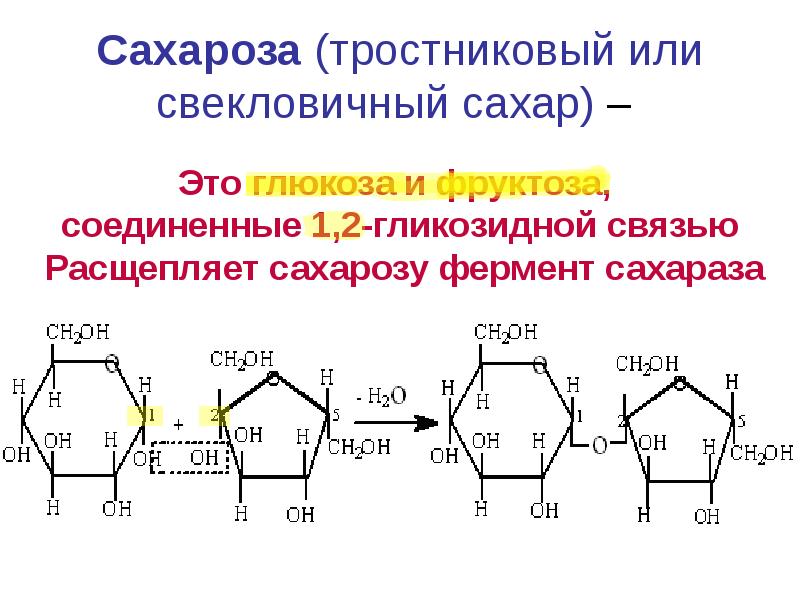 Сахароза образуется в результате полимеризации. Сахараза фермент. Расщепление сахарозы сахаразой. Сахароза тростниковый и свекловичный. Сахароза место синтеза.