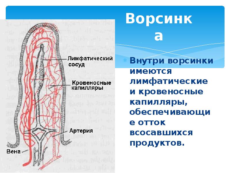 Какая структура ворсинки кишечника обозначена на рисунке цифрой 2