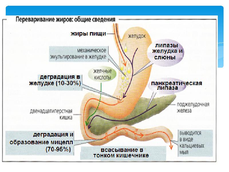 Процесс переваривания пищи у человека схема