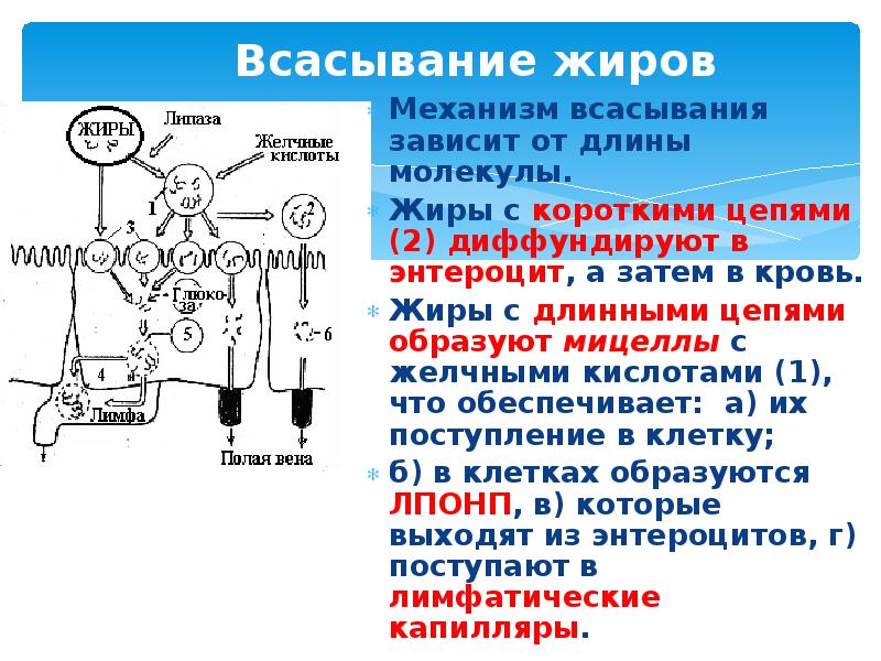 Основное всасывание происходит в. Всасывание жиров в кишечнике. Механизмы всасывания. Всасывание зависит.