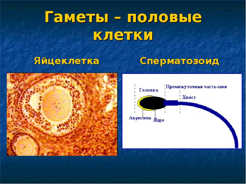 Образование полов. Половые клетки гаметы. Гаметы яйцеклетки. Строение гамет. Яйцеклетка и спермий.