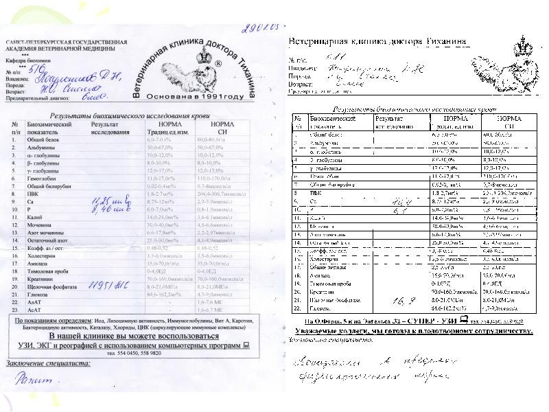 Клинический осмотр собаки образец