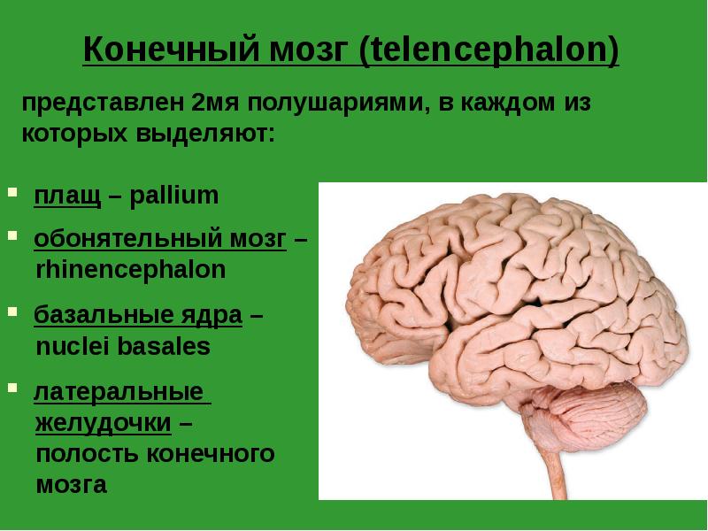 Конечный мозг (telencephalon)
представлен 2мя полушариями, в каждом из
Конечный мозг (telencephalon)
представлен 2мя полушариями, в каждом из