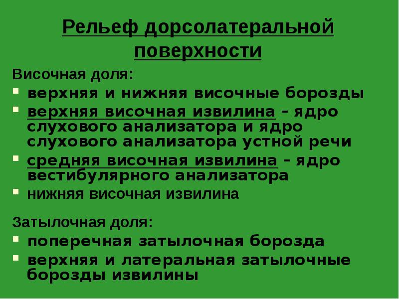 Рельеф дорсолатеральной поверхности
Височная доля:
верхняя и нижняя височные борозды
верхняя Рельеф дорсолатеральной поверхности
Височная доля:
верхняя и нижняя височные борозды
верхняя