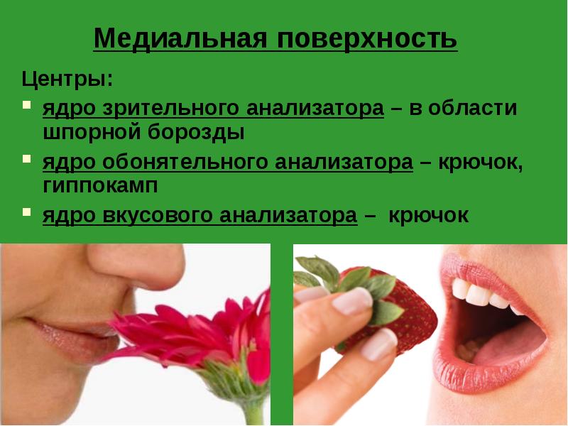 Медиальная поверхность
Центры:
ядро зрительного анализатора – в области шпорной борозды
Медиальная поверхность
Центры:
ядро зрительного анализатора – в области шпорной борозды