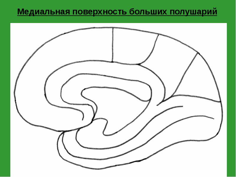 Медиальная поверхность больших полушарий Медиальная поверхность больших полушарий