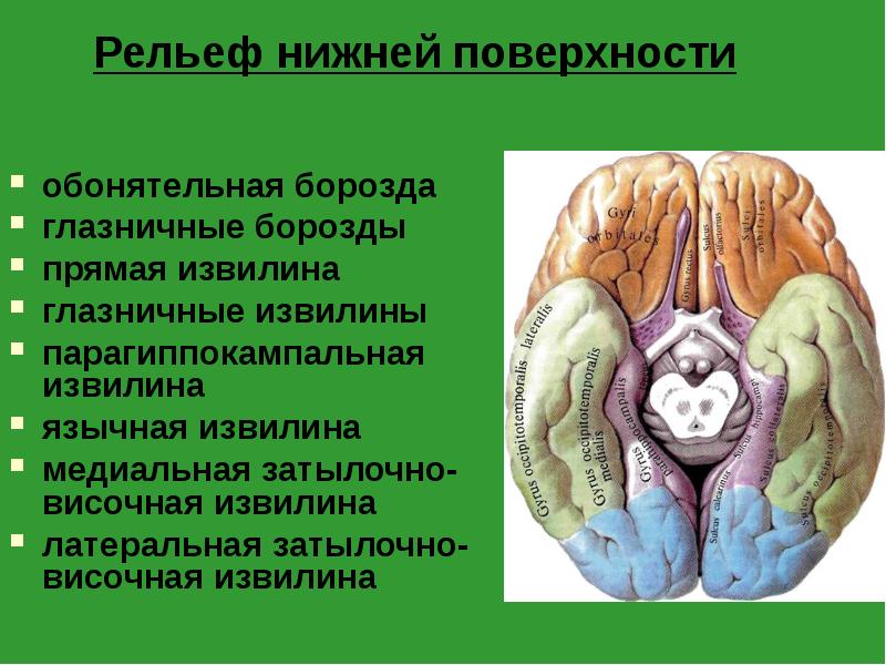 Рельеф нижней поверхности
обонятельная борозда
глазничные борозды
прямая извилина
глазничные извилины
Рельеф нижней поверхности
обонятельная борозда
глазничные борозды
прямая извилина
глазничные извилины