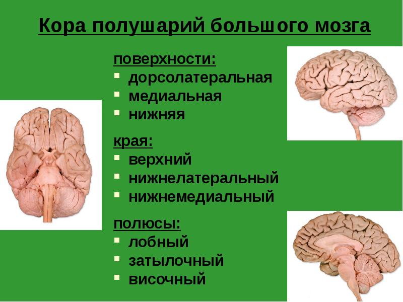 Кора полушарий большого мозга
поверхности:
дорсолатеральная
медиальная
нижняя
края:
Кора полушарий большого мозга
поверхности:
дорсолатеральная
медиальная
нижняя
края: