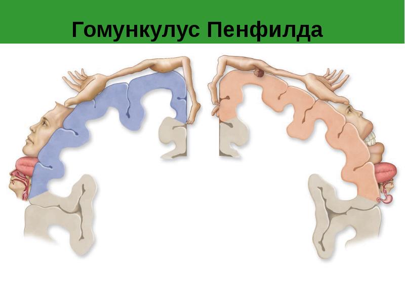 Гомункулус Пенфилда Гомункулус Пенфилда