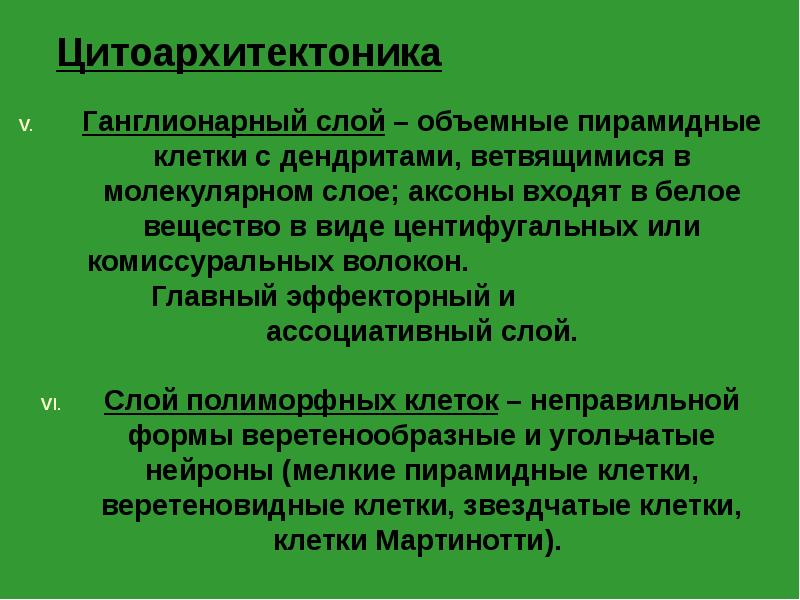 Цитоархитектоника
Ганглионарный слой – объемные пирамидные клетки с дендритами, ветвящимися в Цитоархитектоника
Ганглионарный слой – объемные пирамидные клетки с дендритами, ветвящимися в