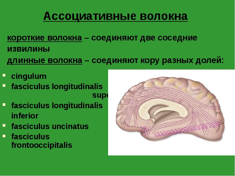 Ассоциативные волокна
короткие волокна – соединяют две соседние
Ассоциативные волокна
короткие волокна – соединяют две соседние
