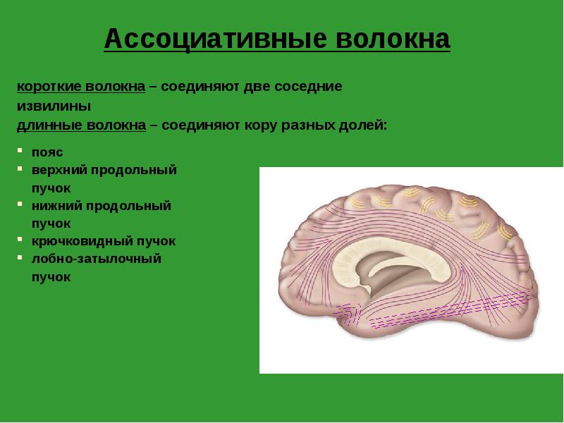 Ассоциативные волокна
короткие волокна – соединяют две соседние
извилины
длинные Ассоциативные волокна
короткие волокна – соединяют две соседние
извилины
длинные
