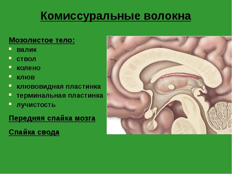 Комиссуральные волокна
Мозолистое тело:
валик
ствол
колено
клюв
клювовидная пластинка
Комиссуральные волокна
Мозолистое тело:
валик
ствол
колено
клюв
клювовидная пластинка