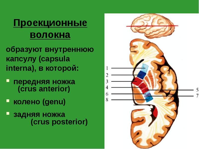 Проекционные волокна
образуют внутреннюю
капсулу (capsula
interna), в которой:
Проекционные волокна
образуют внутреннюю
капсулу (capsula
interna), в которой: