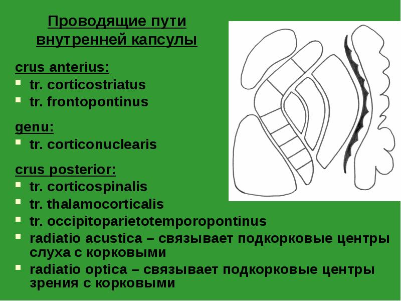 Проводящие пути внутренней капсулы
crus anterius:
tr. corticostriatus
tr. frontopontinus
Проводящие пути внутренней капсулы
crus anterius:
tr. corticostriatus
tr. frontopontinus