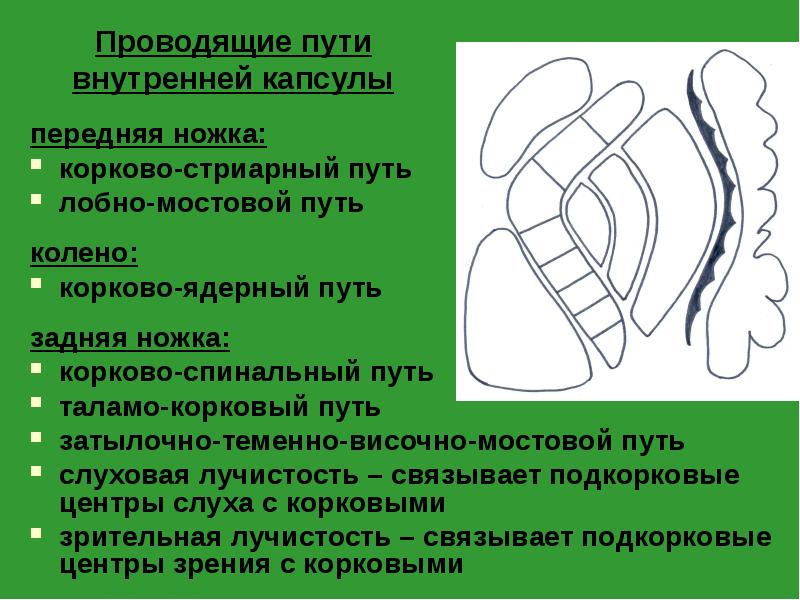 Проводящие пути внутренней капсулы
передняя ножка:
корково-стриарный путь
лобно-мостовой путь
Проводящие пути внутренней капсулы
передняя ножка:
корково-стриарный путь
лобно-мостовой путь