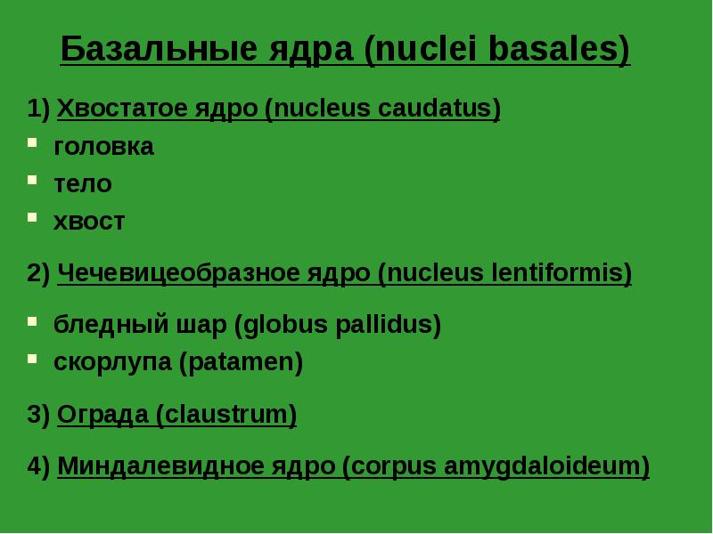 Базальные ядра (nuclei basales)
1) Хвостатое ядро (nucleus caudatus)
головка
тело
Базальные ядра (nuclei basales)
1) Хвостатое ядро (nucleus caudatus)
головка
тело