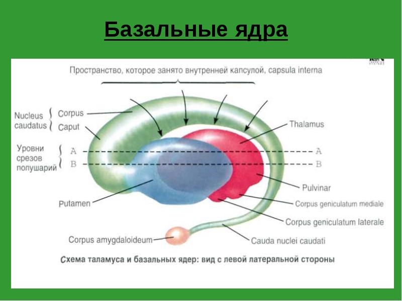Базальные ядра Базальные ядра
