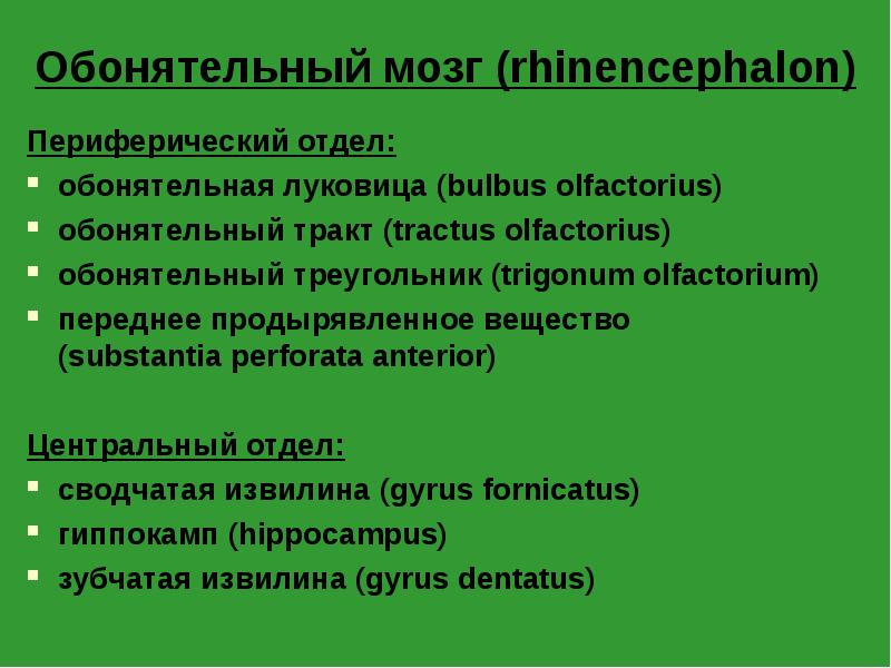 Обонятельный мозг (rhinencephalon)
Периферический отдел:
обонятельная луковица (bulbus olfactorius)
обонятельный тракт Обонятельный мозг (rhinencephalon)
Периферический отдел:
обонятельная луковица (bulbus olfactorius)
обонятельный тракт