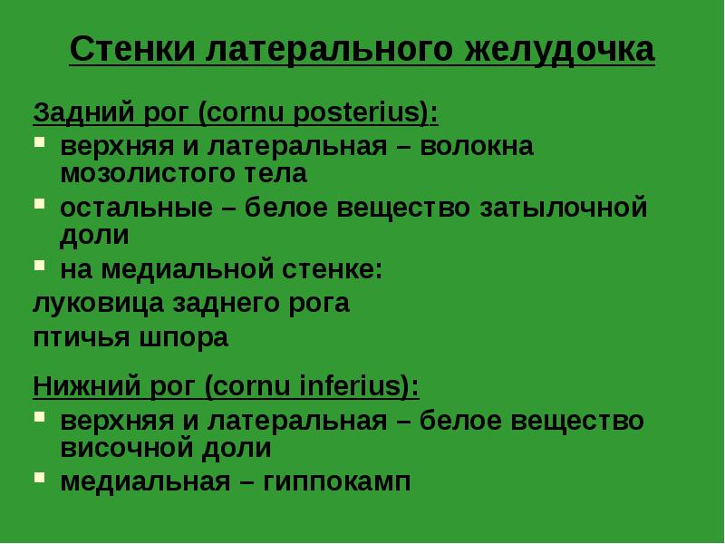 Стенки латерального желудочка
Задний рог (cornu posterius):
верхняя и латеральная – Стенки латерального желудочка
Задний рог (cornu posterius):
верхняя и латеральная –