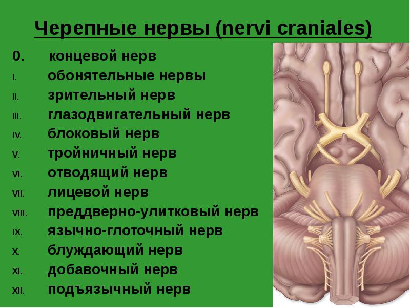 Черепные нервы (nervi craniales)
0. концевой нерв
обонятельные Черепные нервы (nervi craniales)
0. концевой нерв
обонятельные