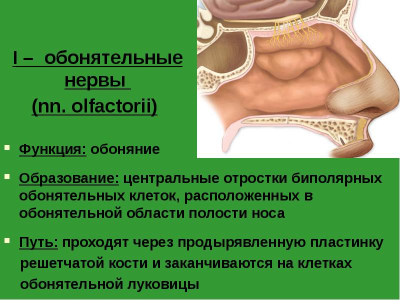 I – обонятельные нервы (nn. olfactorii)
Функция: обоняние
I – обонятельные нервы (nn. olfactorii)
Функция: обоняние