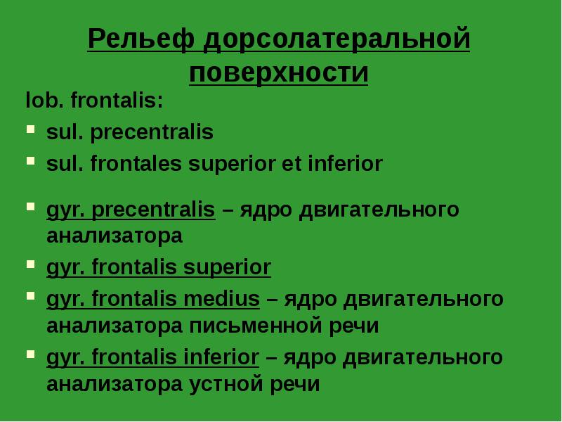 Рельеф дорсолатеральной поверхности
lob. frontalis:
sul. precentralis
sul. frontales superior et Рельеф дорсолатеральной поверхности
lob. frontalis:
sul. precentralis
sul. frontales superior et