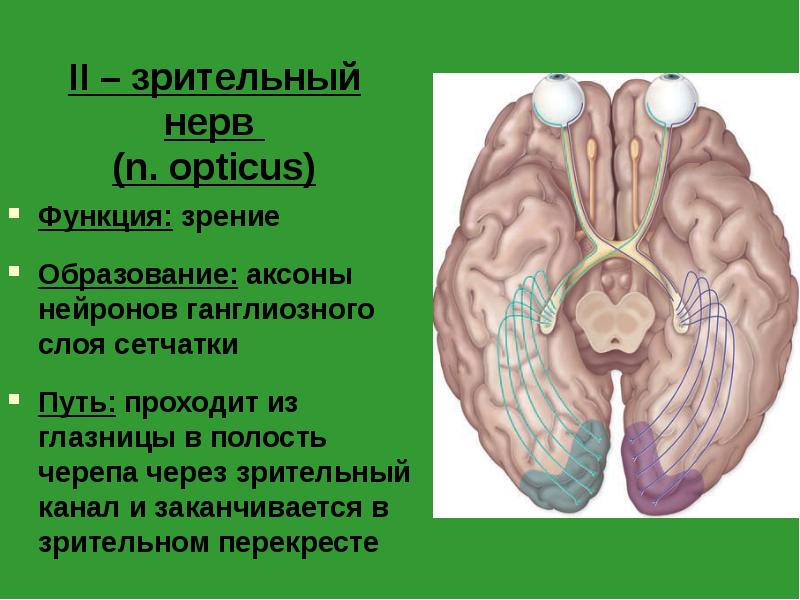II – зрительный нерв (n. opticus)
Функция: зрение
Образование: II – зрительный нерв (n. opticus)
Функция: зрение
Образование: