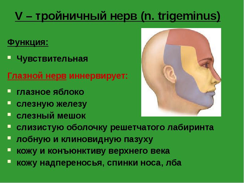 V – тройничный нерв (n. trigeminus)
Функция:
Чувствительная
Глазной V – тройничный нерв (n. trigeminus)
Функция:
Чувствительная
Глазной