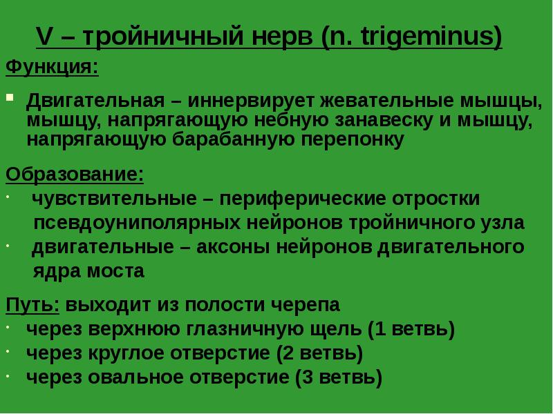 V – тройничный нерв (n. trigeminus)
Функция:
Двигательная – иннервирует V – тройничный нерв (n. trigeminus)
Функция:
Двигательная – иннервирует