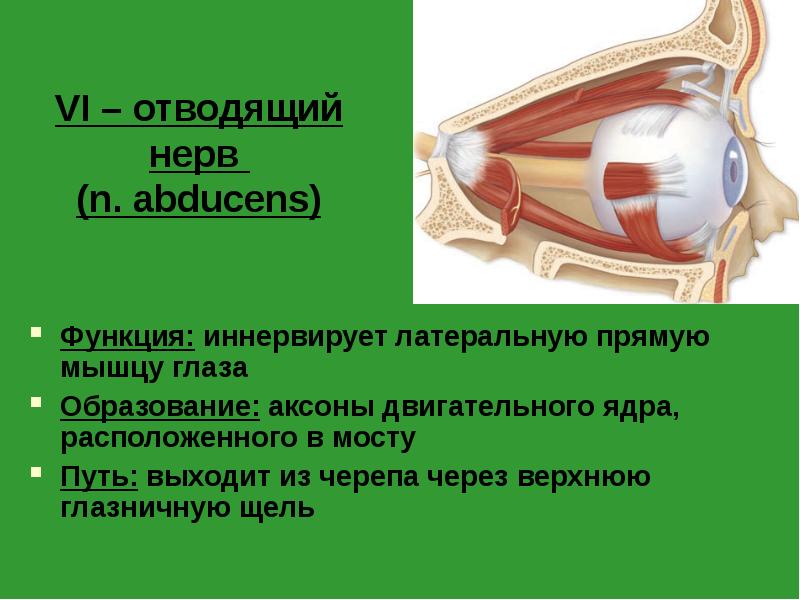 VI – отводящий нерв (n. abducens)
Функция: иннервирует латеральную прямую VI – отводящий нерв (n. abducens)
Функция: иннервирует латеральную прямую