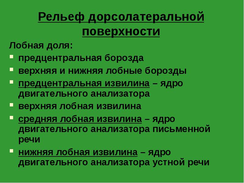 Рельеф дорсолатеральной поверхности
Лобная доля:
предцентральная борозда
верхняя и нижняя лобные Рельеф дорсолатеральной поверхности
Лобная доля:
предцентральная борозда
верхняя и нижняя лобные