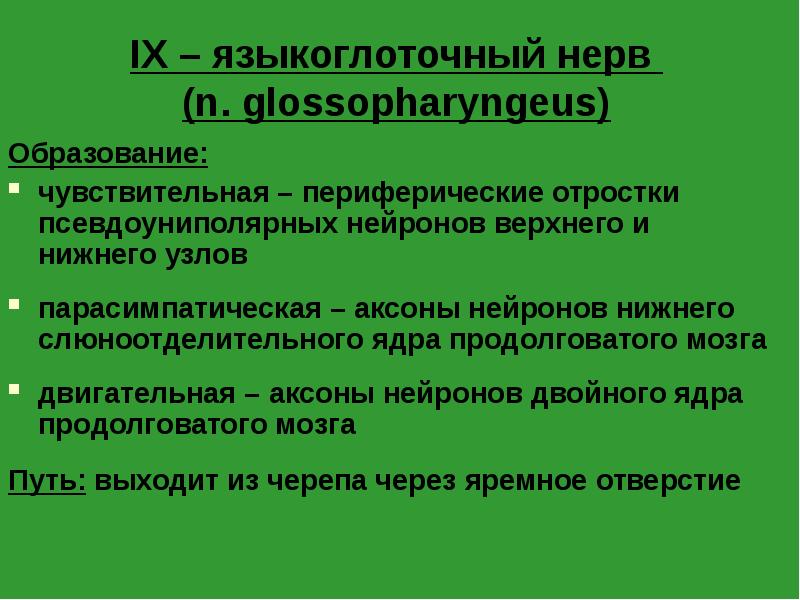 IX – языкоглоточный нерв (n. glossopharyngeus)
Образование:
чувствительная – периферические IX – языкоглоточный нерв (n. glossopharyngeus)
Образование:
чувствительная – периферические