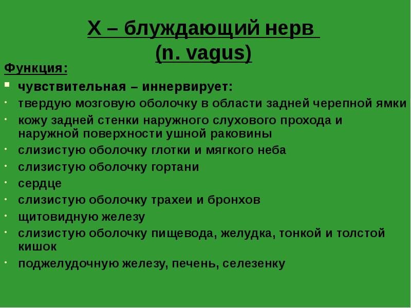 X – блуждающий нерв (n. vagus)
Функция:
чувствительная – иннервирует:
X – блуждающий нерв (n. vagus)
Функция:
чувствительная – иннервирует: