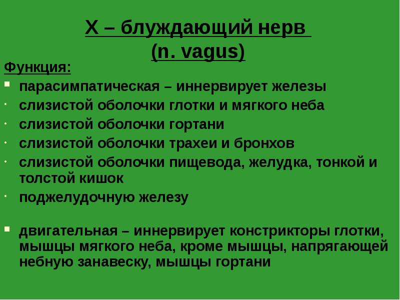 X – блуждающий нерв (n. vagus)
Функция:
парасимпатическая – иннервирует X – блуждающий нерв (n. vagus)
Функция:
парасимпатическая – иннервирует