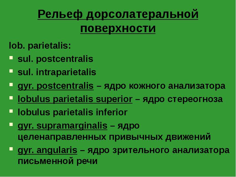 Рельеф дорсолатеральной поверхности
lob. parietalis:
sul. postcentralis
sul. intraparietalis
gyr. postcentralis Рельеф дорсолатеральной поверхности
lob. parietalis:
sul. postcentralis
sul. intraparietalis
gyr. postcentralis