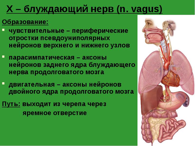 X – блуждающий нерв (n. vagus)
Образование:
чувствительные – периферические отростки X – блуждающий нерв (n. vagus)
Образование:
чувствительные – периферические отростки