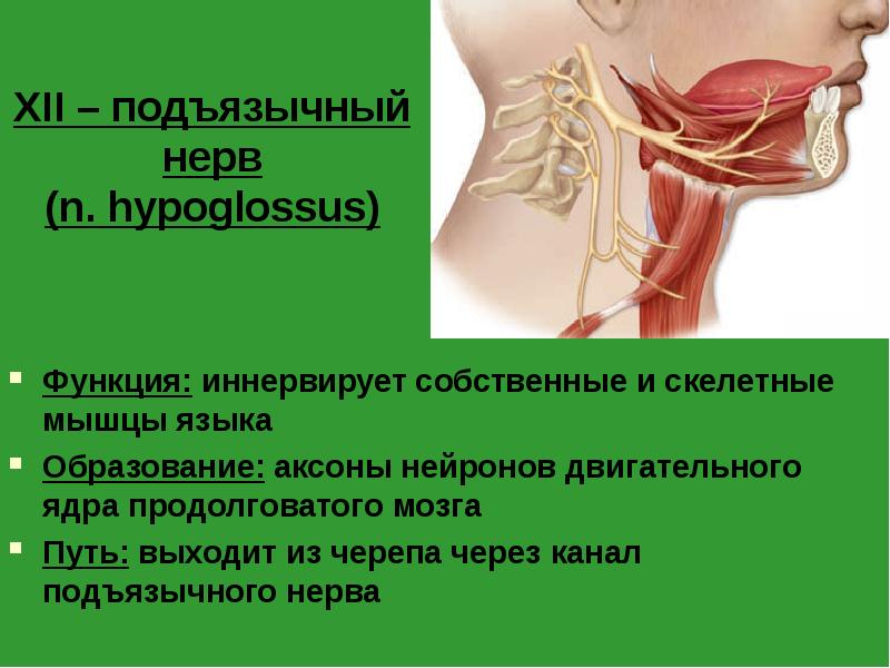 XII – подъязычный нерв (n. hypoglossus)
Функция: иннервирует собственные и скелетные XII – подъязычный нерв (n. hypoglossus)
Функция: иннервирует собственные и скелетные