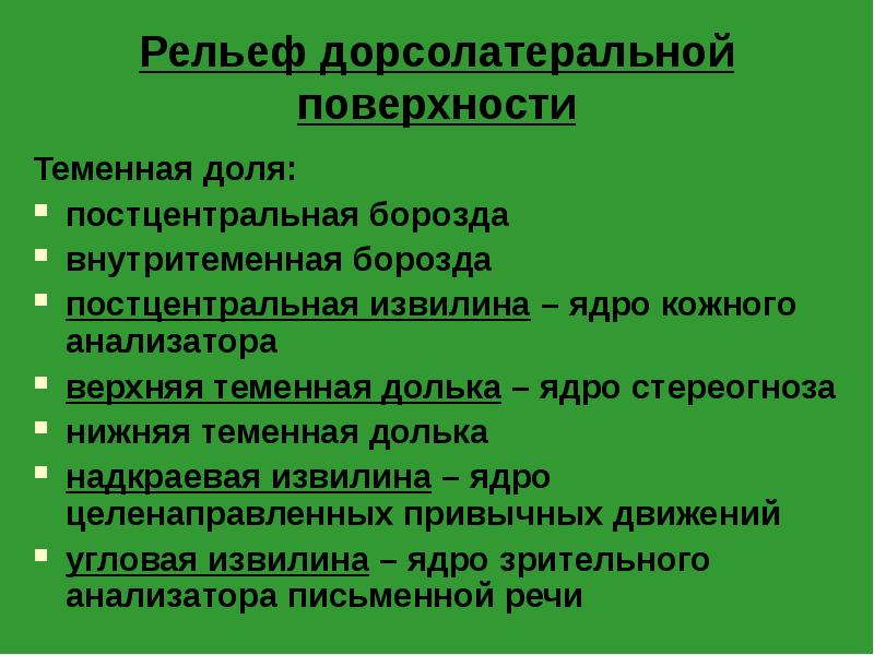 Рельеф дорсолатеральной поверхности
Теменная доля:
постцентральная борозда
внутритеменная борозда
постцентральная извилина Рельеф дорсолатеральной поверхности
Теменная доля:
постцентральная борозда
внутритеменная борозда
постцентральная извилина