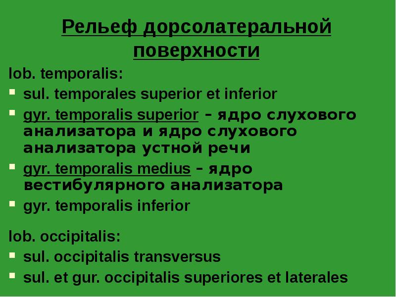 Рельеф дорсолатеральной поверхности
lob. temporalis:
sul. temporales superior et inferior
Рельеф дорсолатеральной поверхности
lob. temporalis:
sul. temporales superior et inferior