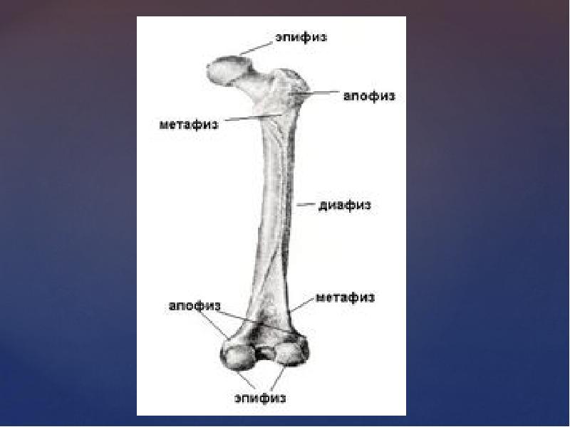 Диафиз бедренной кости фото