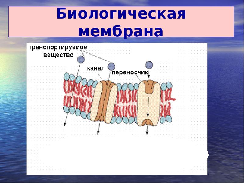 Мембрана вещество. Биологическая мембрана. Биологическая мембрана схема. Рисунок биомембраны. Биологическая мембрана рисунок.