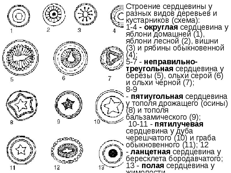 Строение сердцевины 6 класс