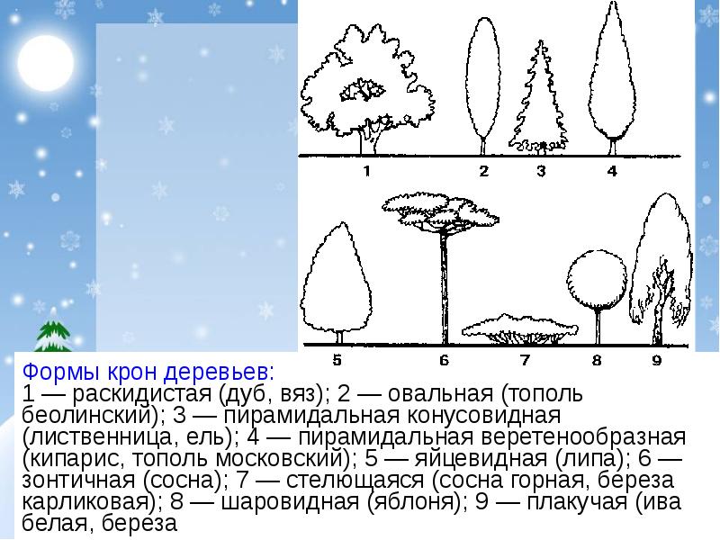 Какое явление из жизни растений изображено на рисунке ответ