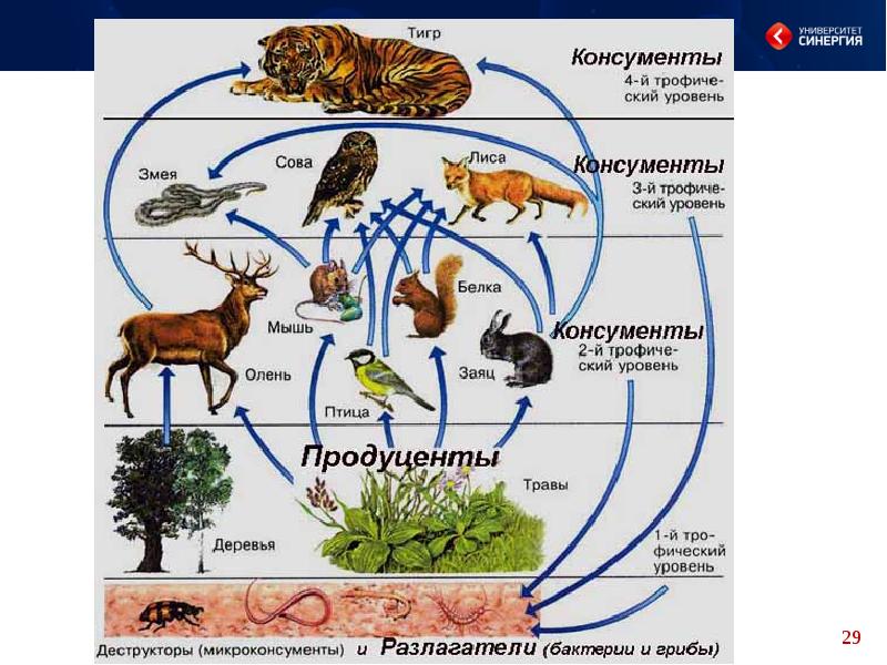 Конспект урока взаимосвязи организмов в природных сообществах. Взаимосвязи организмов и окружающей среды. Взаимосвязи организмов в природе. Взаимодействие организмов с окружающей средой. Пищевые связи в природе.