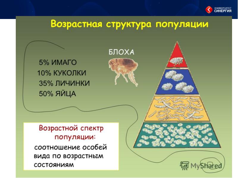 Вымирающая популяция схема