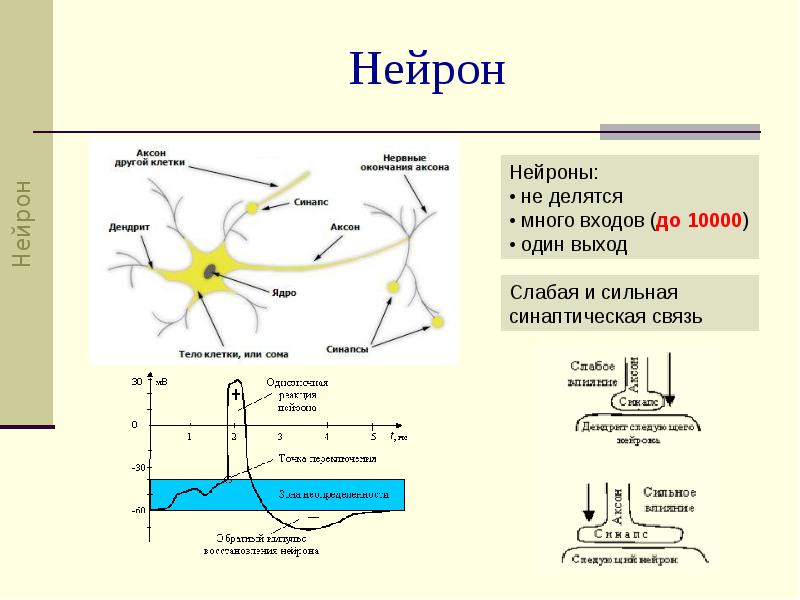 То делает нейрон. Нейроны головного мозга схема. Схема строения двигательного нейрона. Схема строения двигательного нейрона. Аксон двигательного нейрона.