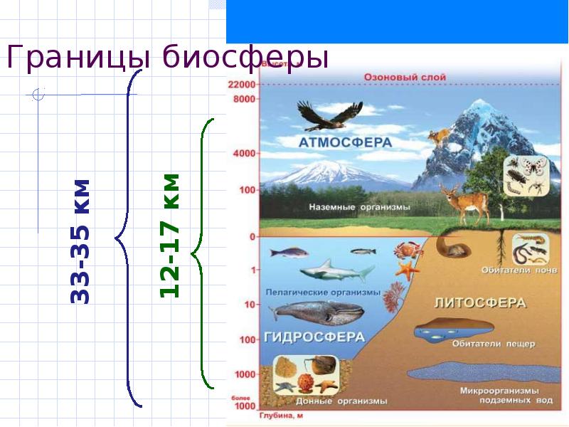 Схема строения биосферы