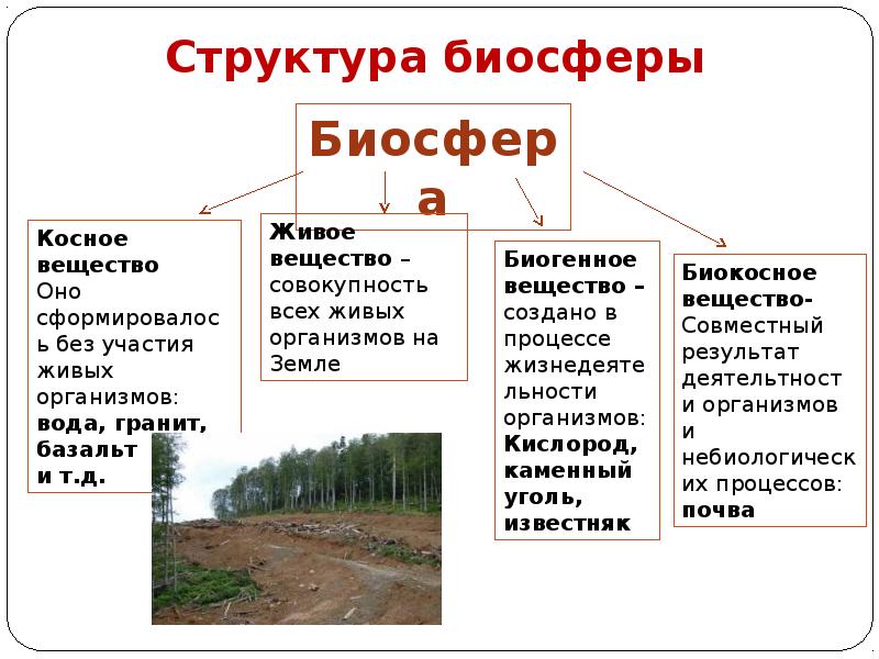 Презентация на тему компоненты биосферы