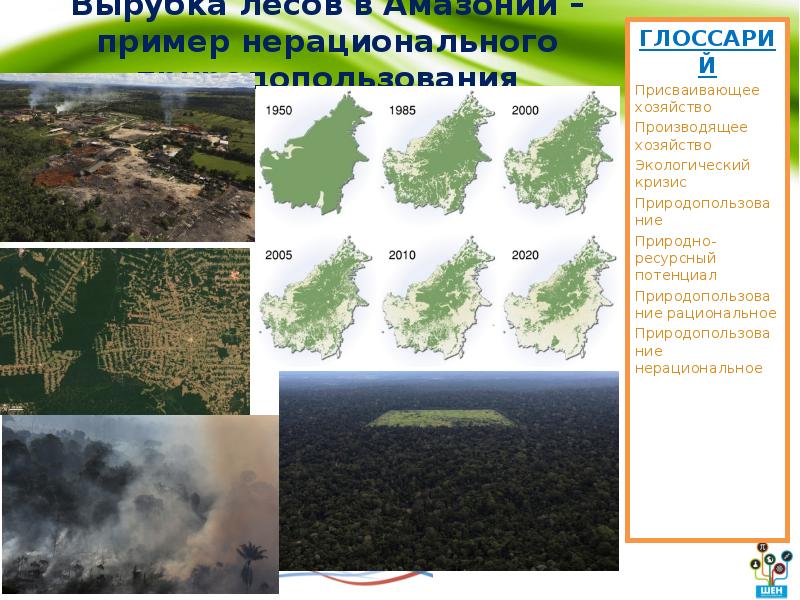 вырубка лесов примеры. карта вырубки лесов в россии. последствия вырубки лесов. вырубка лесов причины. последствия вырубки лесов экология.